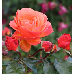 Роза Матин / Rosa Matin