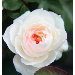 Роза Милд / Rosa Mild