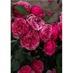 Роза Моджо / Rosa Mojo