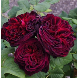 Роза Морелло / Rosa Morello