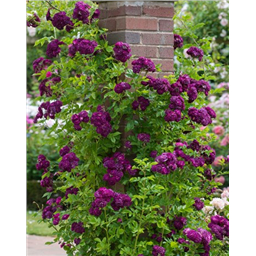 Роза Партикл / Rosa Particle