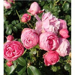 Роза Плей Кет / Rosa Play Cat