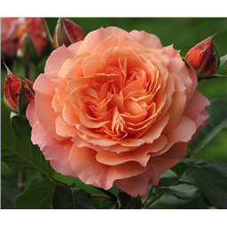 Роза Салмон / Rosa Salmon