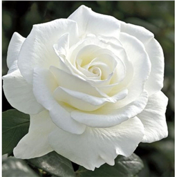 Роза Акито / Rose Akito