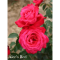 Роза Алекс Ред / Rose Alecs Red