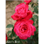 Роза Алекс Ред / Rose Alecs Red