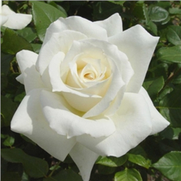 Роза Элоджиан / Rose Alogian