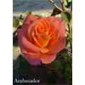 Роза Амбассадор / Rose Ambasador