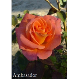 Роза Амбассадор / Rose Ambasador