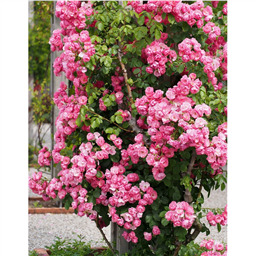 Роза Анжела/ Rose Angela