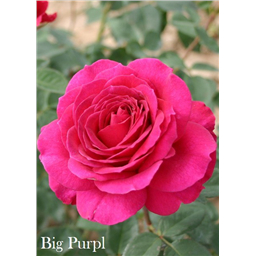 Роза Биг Пёпл / Rose Big Purple