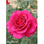 Роза Биг Пёпл / Rose Big Purple