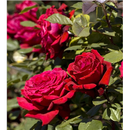 Роза Ботеро / Rose Botero