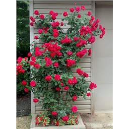 Роза Калонетта / Rose Calonetta