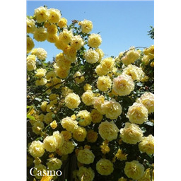 Роза Казино / Rose Casino