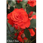 Роза Чин Чин / Rose Chin Chin