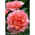 Роза Компашен / Rose Compassion