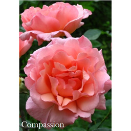 Роза Компашен / Rose Compassion