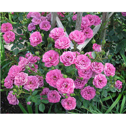 Роза Дамсон / Rose Damson