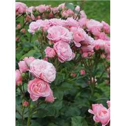 Роза Денс / Rose Dance