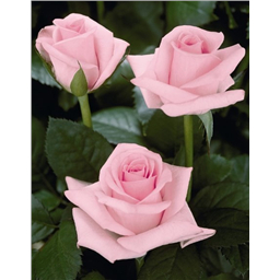 Роза Дезире / Rose Desiree