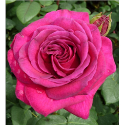 Роза Дивайн / Rose Divine