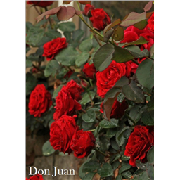 Роза Дон Жуан / Rose Don Juan