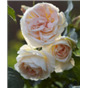 Роза Импресс / Rose Empress