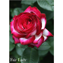 Роза Файр Леди / Rose Fair Lady