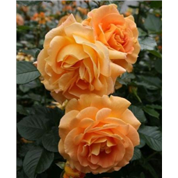 Роза Филджри / Rose Filgree