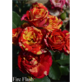 Роза Файнер Флеш / Rose Fire Flash