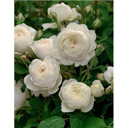 Роза Флорентин / Rose Florentine