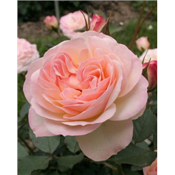 Роза Фондант / Rose Fondant