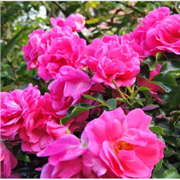 Роза Фуксия Мейяндекор / Rose Fuchsia Meillandecor