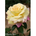 Роза Глория Дэй / Rose Gloria Dei