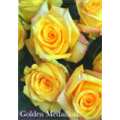 Роза Голден Медальён / Rose Golden Medaillon