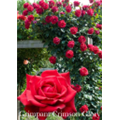 Роза Гримпан Кримсон Глори / Rose Grimpant Crimson Glory
