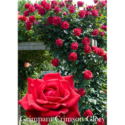 Роза Гримпан Кримсон Глори / Rose Grimpant Crimson Glory