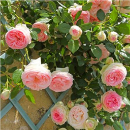 Роза Гримпан Пьер Де Ронсар / Rose Grimpant Pier de Ronsard