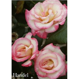 Роза Хэндэл / Rose Hendel