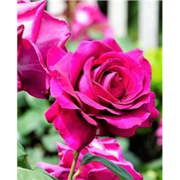 Роза Херальд / Rose Herald