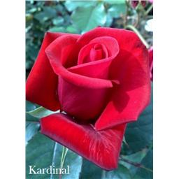 Роза Кардинал / Rose Kardinal
