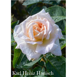 Роза Карл Хениз Ханиш / Rose Karl Heniz Hanisch