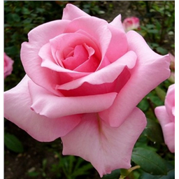 Роза Карла Кеано / Rose Karla Kiano