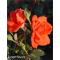 Роза Лав Стори / Rose Lav Story