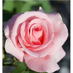 Роза Либра / Rose Libra