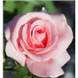 Роза Либра / Rose Libra