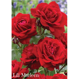 Роза Лили Марлен / Rose Lili Marleen