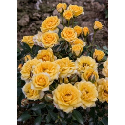 Роза Лулли / Rose Lullu