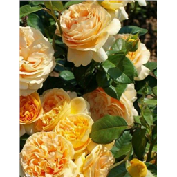 Роза Люмен / Rose Lumen